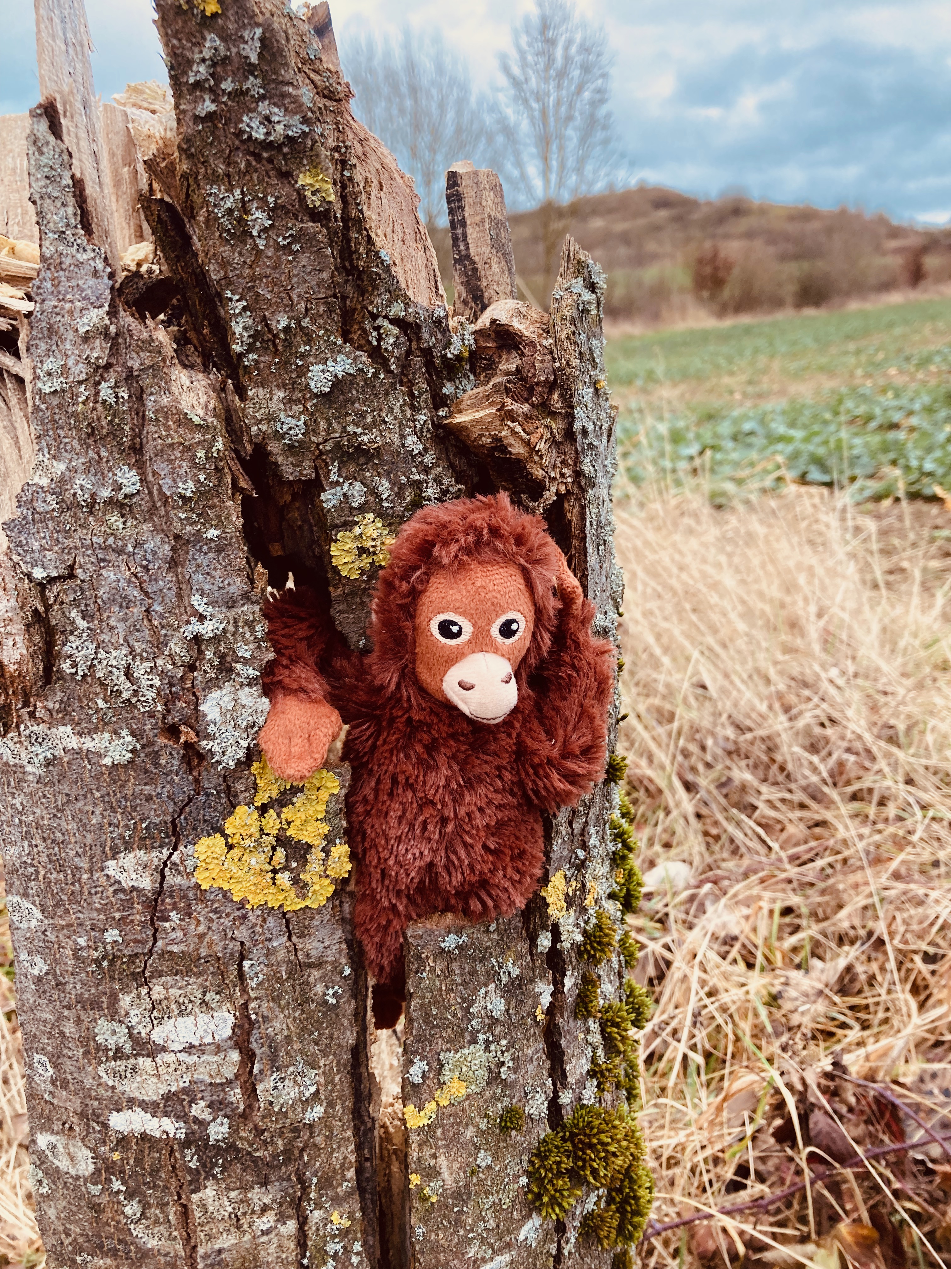 Gruenkohl präsentiert